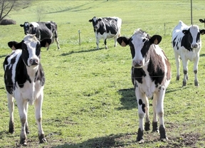 La Unión de Agricultores y ganaderos pide al Ministerio que medie en la crisis del sector lácteo