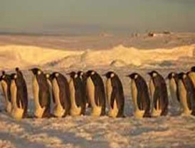 Animales híbridos extinguirían especies polares