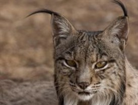 En Andalucía hay 253 linces en libertad