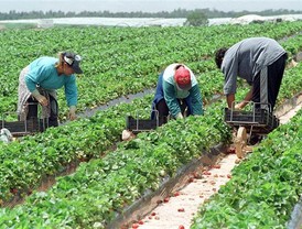 La crisis provoca el regreso al campo de jóvenes agricultores y reduce la presencia de extranjeros