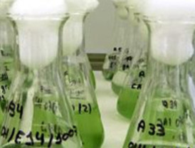 Microalgas: un súper-arma en miniatura contra el cambio climático