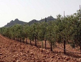 Las organizaciones agrarias inician una campaña para recabar apoyo social e institucional en defensa del sector oleícola