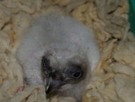 Nace el primer pollo de quebrantahuesos de la temporada