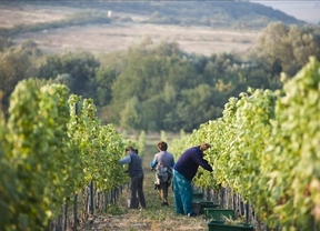 Los consejos reguladores creen que plantar viñas sin límite sería catastrófico para España