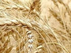 'Bombardean' los correos electrónicos de los diputados