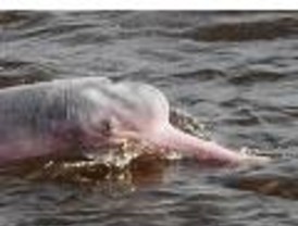 Jorge Alcocer es inelegible para el IFE, aseguran