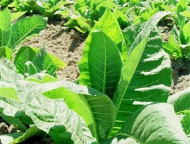 Cameron amenaza con un último 'as' en la manga: el Ejército