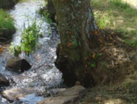 La CHD invierte más de 120.000 euros en la restauración y conservación del cauce del arroyo Becerril