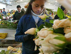 Sector florícola, optimista con las ventas por San Valentín