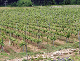 Mañueco defiende la producción de Chacolí en Castilla y León