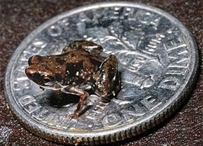 Enseñan una nueva especie: una rana que es el vertebrado más pequeño del mundo, de sólo 7,7 milímetros