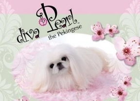 Lanzan un nuevo libro sobre Diva Pearl, la perra pequinesa con poderes curativos