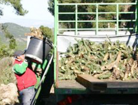 La Comunidad Autónoma elimina especies invasoras en el Parque Regional de Calblanque