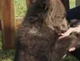 Inadmisible, señor Camps