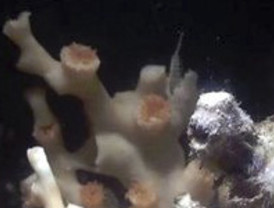 'Maraco' asegura no tener miedo de morir por el futuro de Venezuela