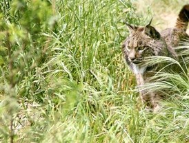 Fallece un lince ibérico en El Acebuche por ERC