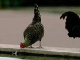 Garzón cita a Correa, Crespo y Sánchez para revisar sus cartas en prisión