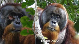 El orangután médico: captan cómo un ejemplar se curó a sí mismo una herida con plantas medicinales