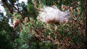 Madrid controla la población de oruga procesionaria en los pinares