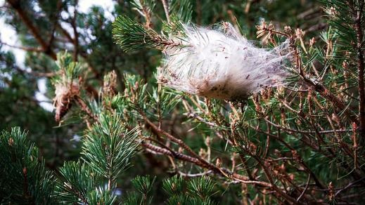 Nidos de oruga procesionaria del pino