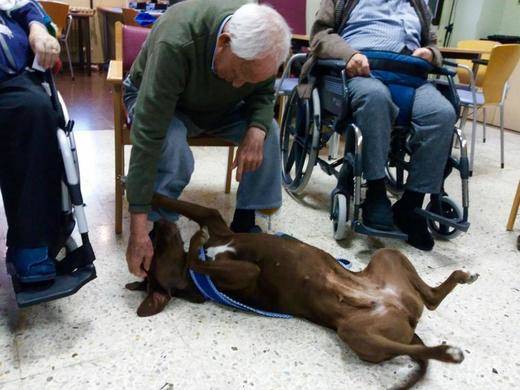 Más de 200 mayores han participado en el Programa de Terapia Asistida con Perros