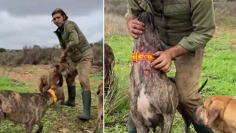 Vídeo de cazador mostrando heridas de sus perros