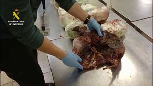 Incautados en el aeropuerto de Madrid 15 pangolines muertos, animales vinculados a la pandemia del coronavirus