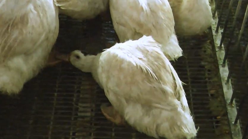 Patos alimentados para obtener fuagrás