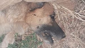 Envenenan al perro de un alcalde de Huelva y culpa a la polarización social