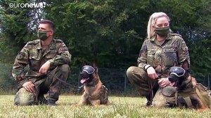 Perros alemanes detectan el coronavirus en personas con un 94% de efectividad