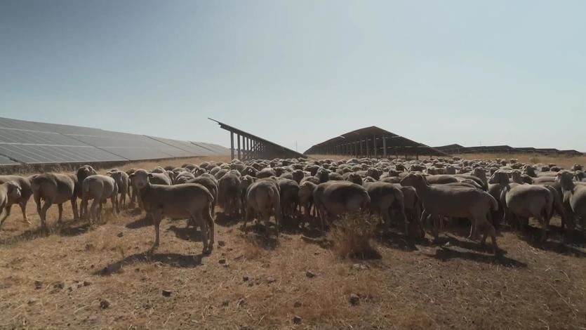La planta fotovoltaica Francisco Pizarro de Iberdrola en Extremadura