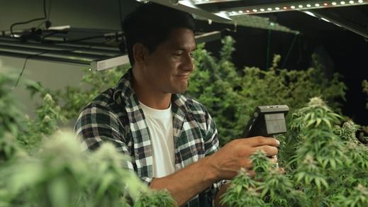 Cómo plantar marihuana en interior
