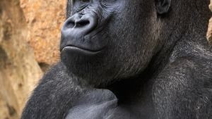 Descubren lo que provocó la extinción de 'King Kong', el simio más grande del planeta