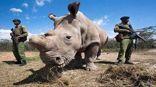 Muere el último ejemplar macho de rinoceronte blanco