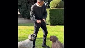 Pacma critica a Sánchez su "postureo" con los perros mientras mantiene el IVA veterinario al 21%