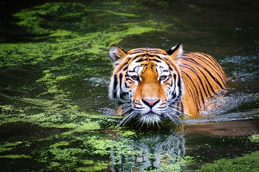 Horóscopo chino 2019 Tigre: ¡cuidado con tu genio!