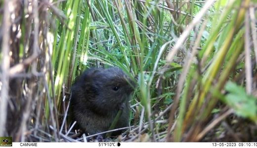 Presencia de topillo de Cabrera en la planta fotovoltaica de Ceclavín