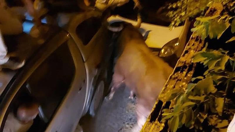 El toro atropellado en Brihuega (Guadalajara) indigna a la sociedad española y se vuelve contra el mundo taurino