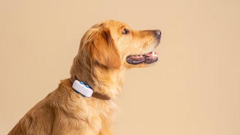 Uso de Tractive GPS en perros