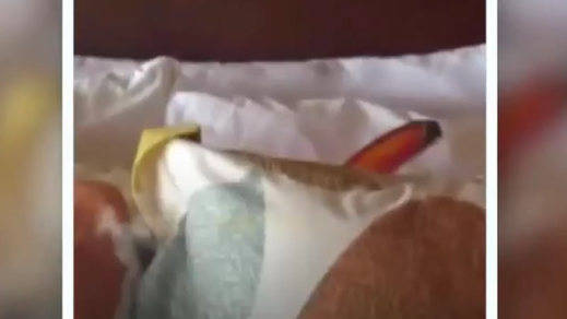 No creerás el animal que se le metió en la cama por dormir con la ventana abierta