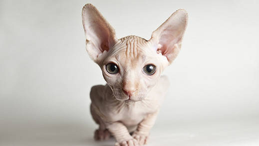 Las razas de gatos más exóticas del mundo