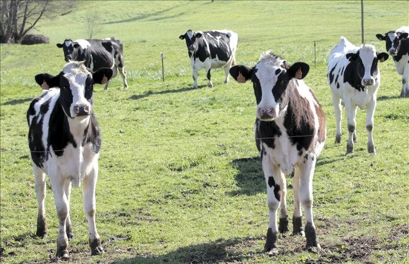 Los ganaderos de vacuno de leche recibirán las ayudas de la PAC