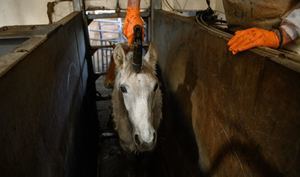 Denuncia a los mataderos de caballos en España: las imágenes del horror