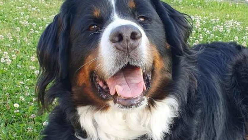 Zenia, perrita retirada a su dueña