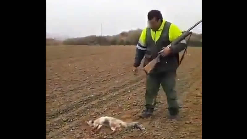 Pacma denuncia un brutal caso de crueldad de un cazador para acabar con la vida de un zorro