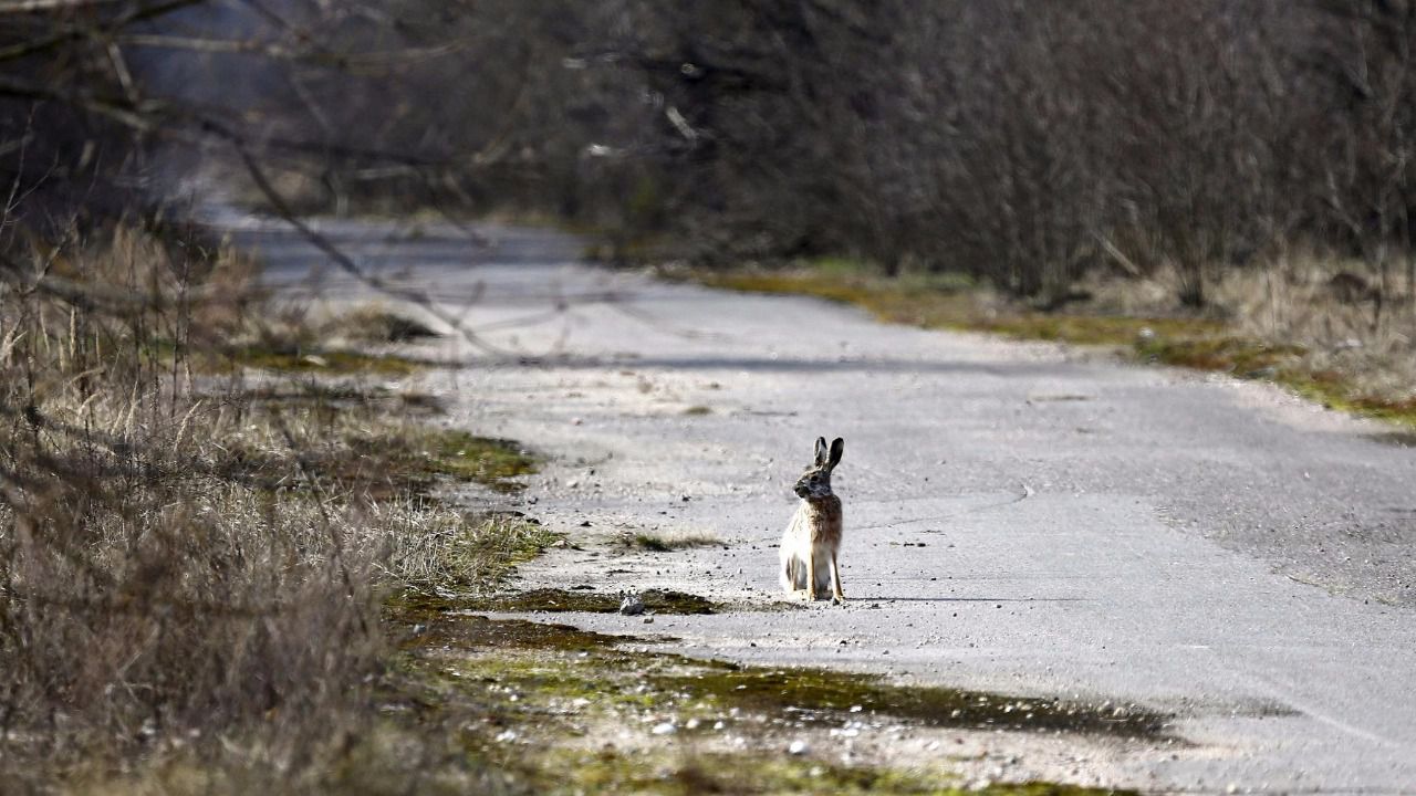 Fauna salvaje fotografiada en la zona (Reuters/Europa Press)