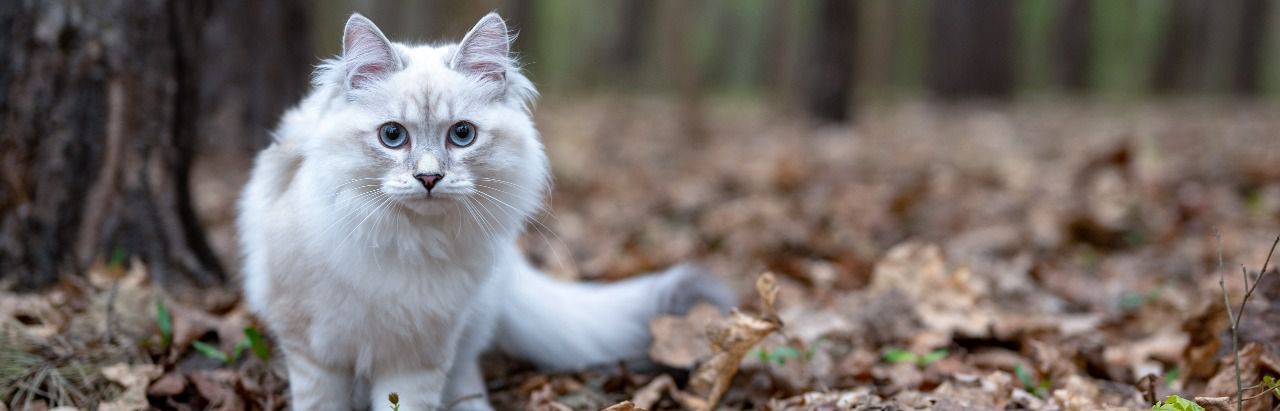 Foto de archivo de un gato blanco (Foto: Unsplash)