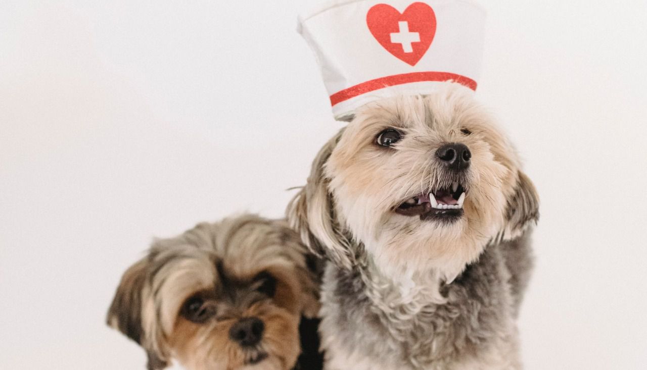 Perros y veterinarios