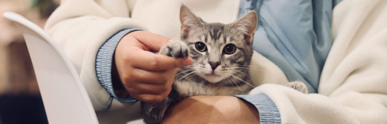 Gatos y veterinarios