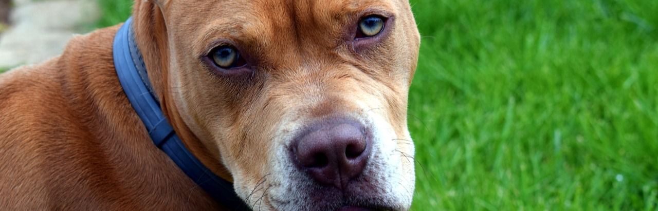 Perro de raza pitbull
